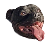 Casca